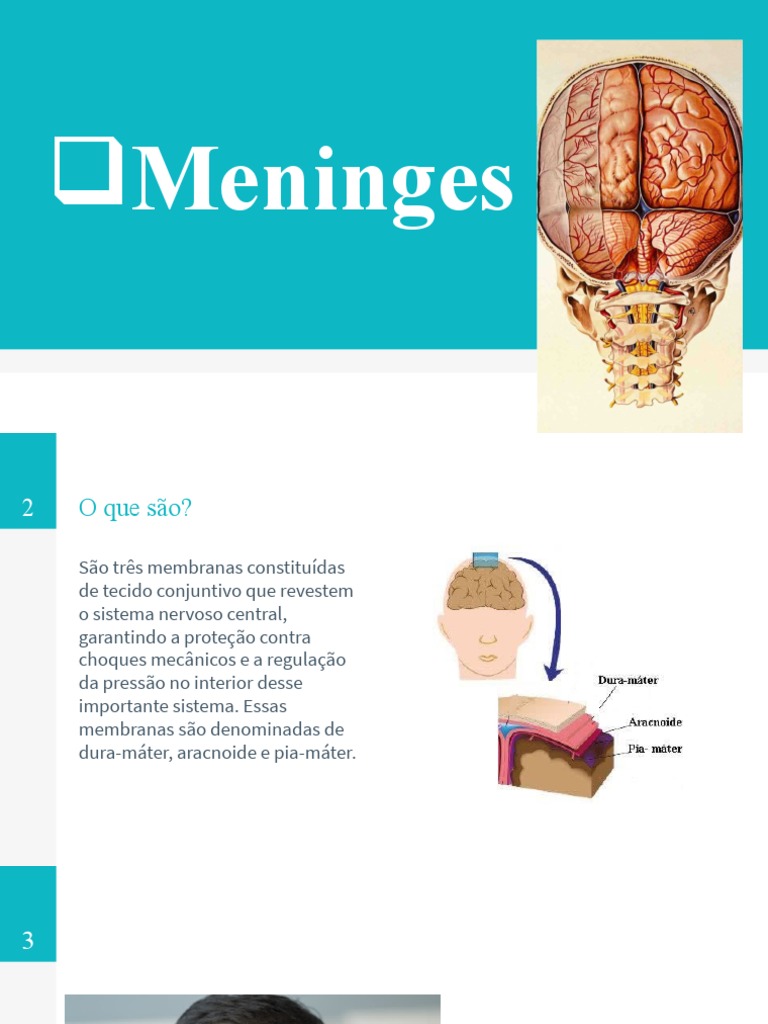 Estrutura e Função das Meninges | PDF | Cérebro | Neurociência