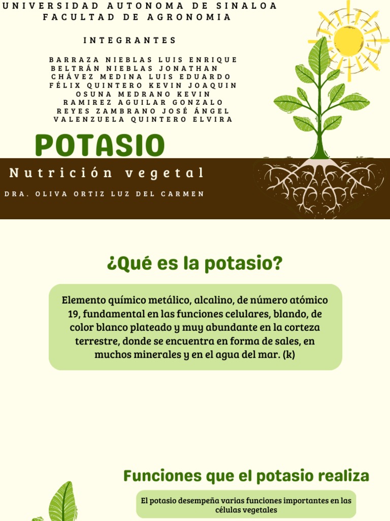 Funciones del potasio en las plantas | PDF | Plantas | Potasio