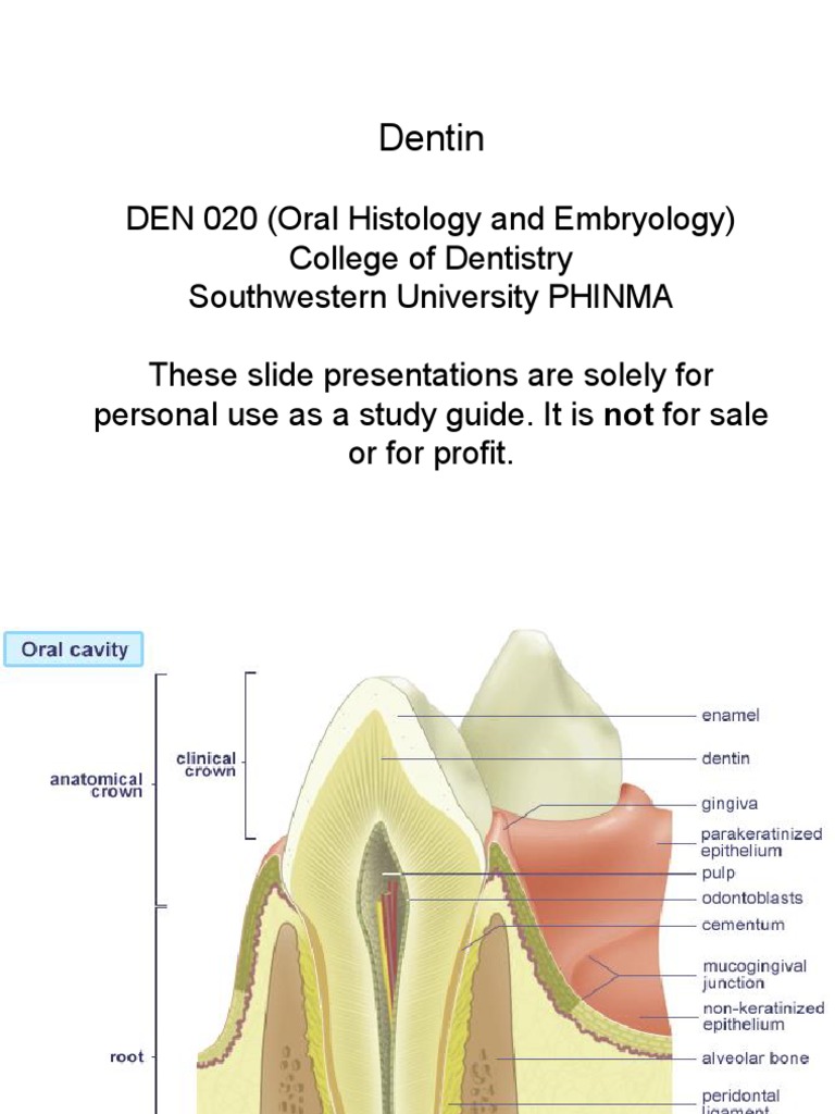 Dentin PDF Dentin Bone