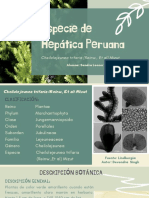 Especie de Hepatica Peruana