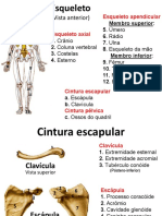 Esqueleto Apendicular