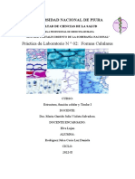 Informe de Práctica 2 - Formas Celulares