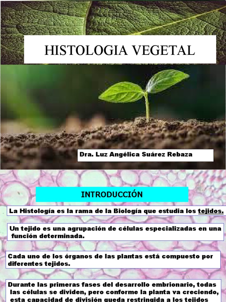 Tejidos Vegetales: Meristemos y Funciones | PDF | Tallo de la planta | Raíz
