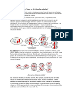 Cómo Se Dividen Las Células