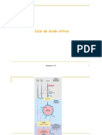 Ciclo de Krebs e Fosforilacao Oxidativa