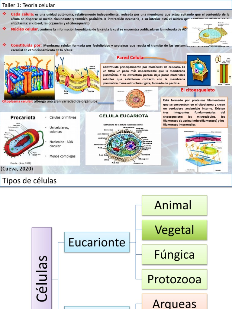 Estructura y Tipos de Células | PDF | Biología Celular) | Citoplasma