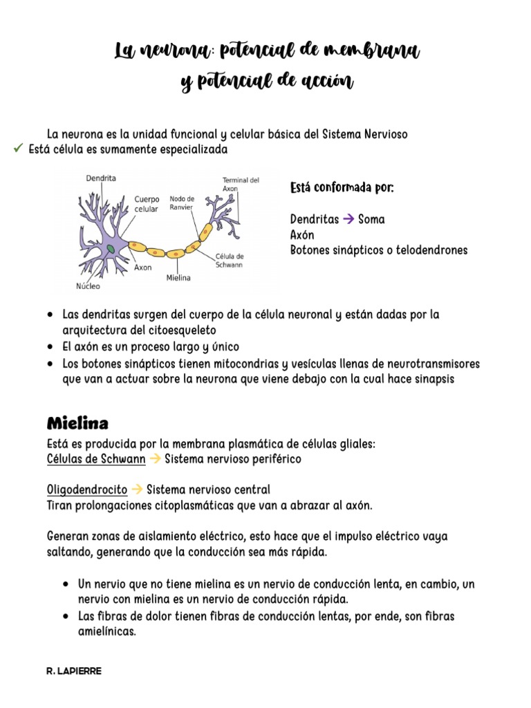 Estructura y Función de la Neurona | PDF | Sinapsis | Potencial de acción