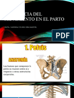 Pelvis Movil