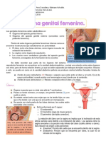 Sistema Reproductor Femenino