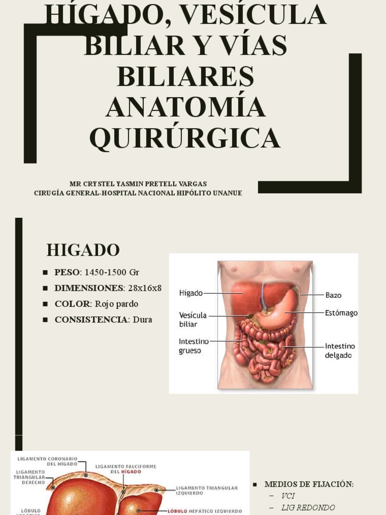 Hígado, Vesícula biliar y Vías biliares ANATOMIA QUIRURGICA | PDF ...