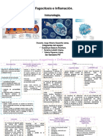 Fagocitosis e Inflamacion