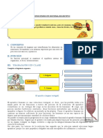 Sistema Digestivo para Segundo Grado de Secundaria