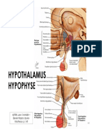 Système Endocrinien