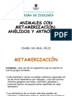 Presentación 10. Animales Con Metamerización.