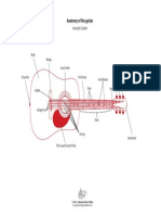 Acoustic Guitar Labelled Diagram