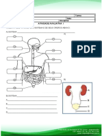 Atividades Anatomia Avaliativas II