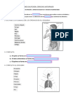 Actividad Calificada, Digestivo Respiratorio