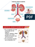 El Sistema Excretor