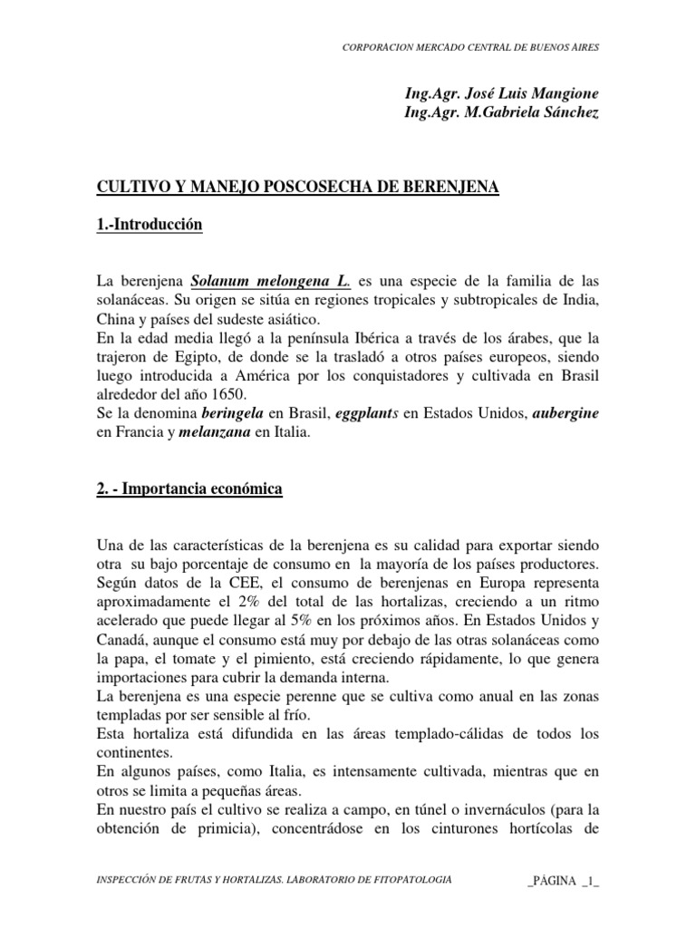 Cultivo De Berenjena Pdf Cosecha Berenjena