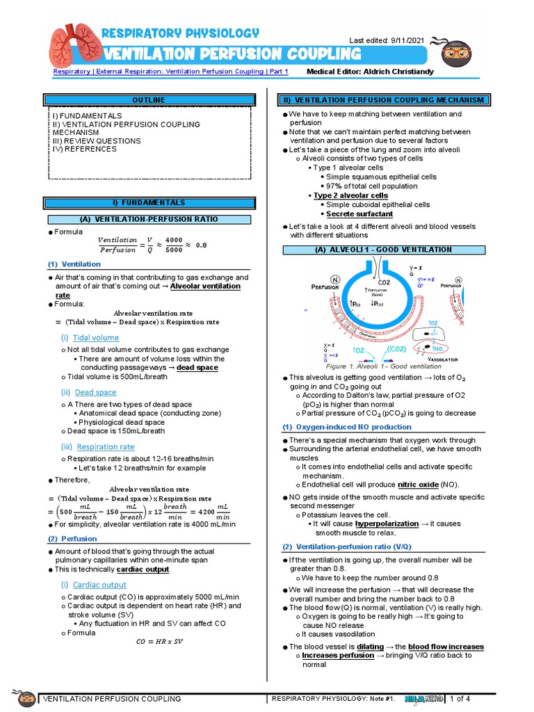 Understanding Ventilation-Perfusion Coupling | PDF | Breathing ...