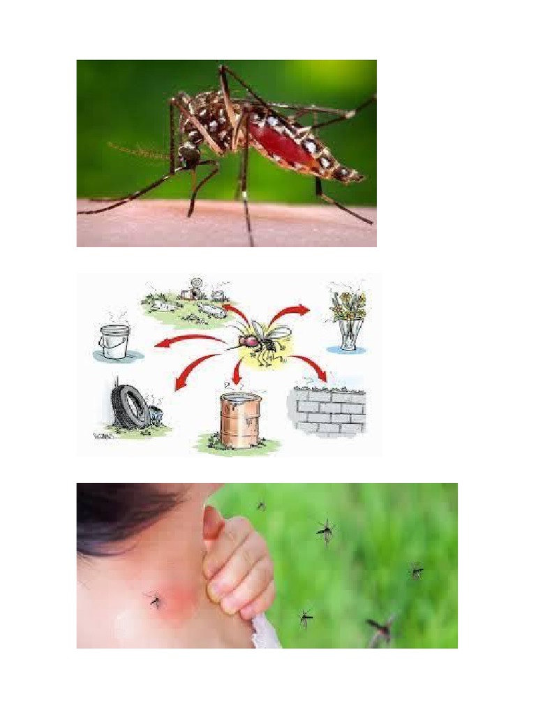 Dengue | PDF