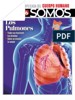 16 - Los Pulmones