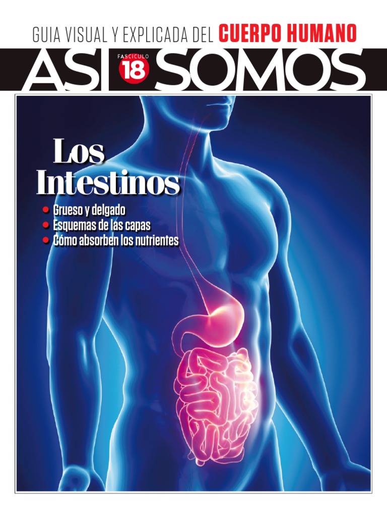 18 - Los Intestinos | PDF | Intestino delgado | Intestino grueso