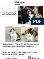 Case Study - Calico Cats