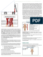 Anatomical Directional Terms