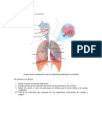 Atlas Del Cuerpo Humano Grado Octavo