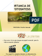 PPT, Fotosintesis