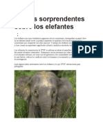 9 Datos Sorprendentes Sobre Los Elefantes