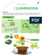 Tabloide de Fase Luminosa (Fasa Ciclica y Aciclica)