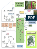 Infografia Plantas C4