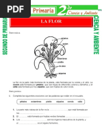 La Flor para Segundo de Primaria