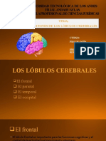 FUNCIONES DE LOS LÓBULOS CEREBRALES - Iriel Jimena