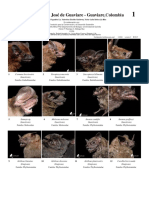 1006 Colombia Bats of San Jose Del Guaviare v2 0