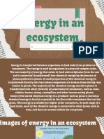 Energy in An Ecosystem
