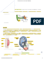 The External Ear - Structure - Function - Innervation - TeachMeAnatomy