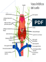 Vasos Linfaticosd El Cuello