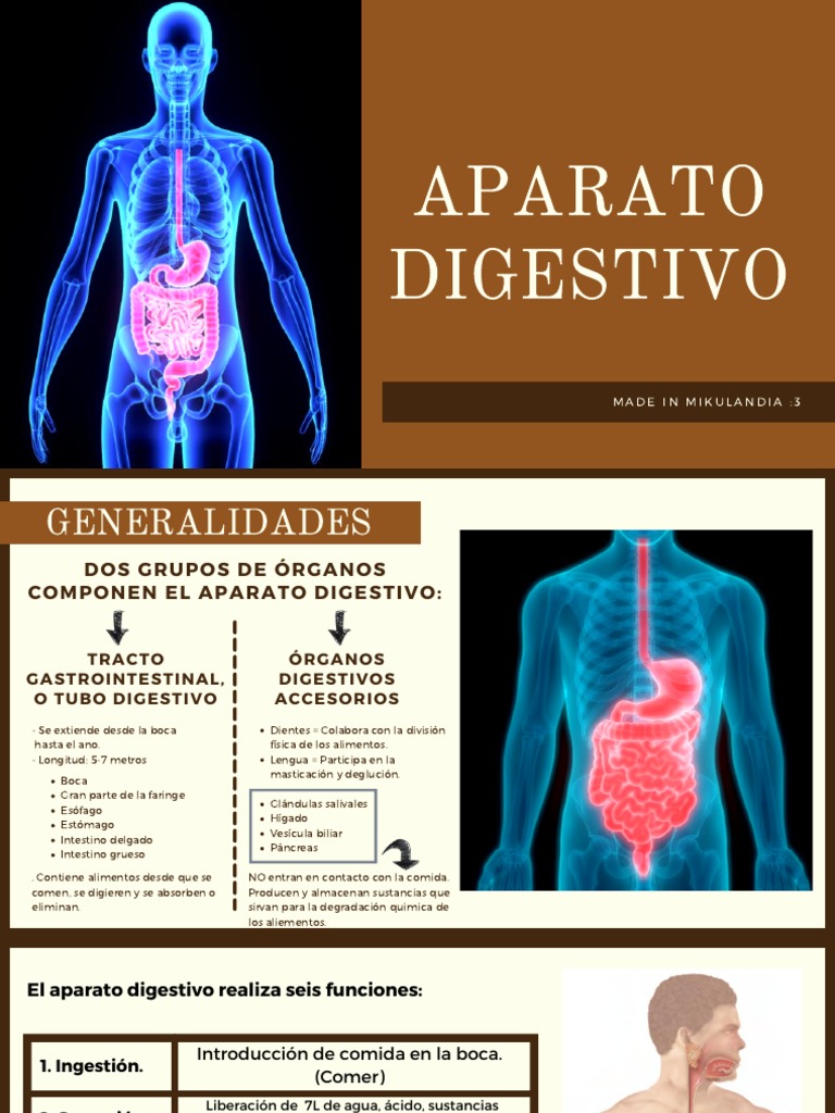 Anatomía del Sistema Digestivo | PDF | Digestión | Sistema digestivo humano