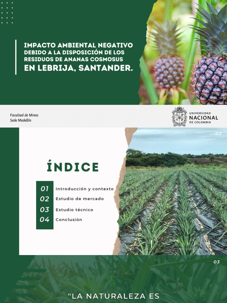 Aprovechamiento de La Hoja de Piña Presentación | PDF | Residuos ...