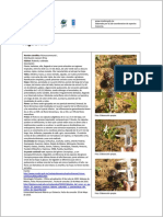 Higuerilla PDF
