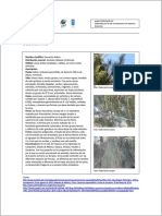 Casuarina PDF