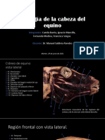 Miología de La Cabeza Del Equino