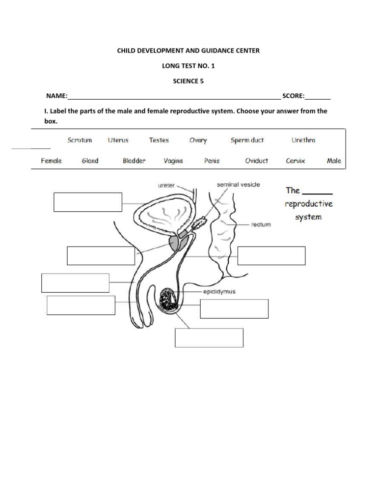 Reproductive System Test for Science 5 | PDF | Wellness | Career & Growth