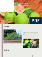 Psidium Guajava - Apresentaçõa