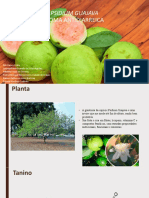 Psidium Guajava Apresentaçõa 1