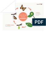 ciclo mariposas