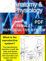 178 Anatomy Reproductive System